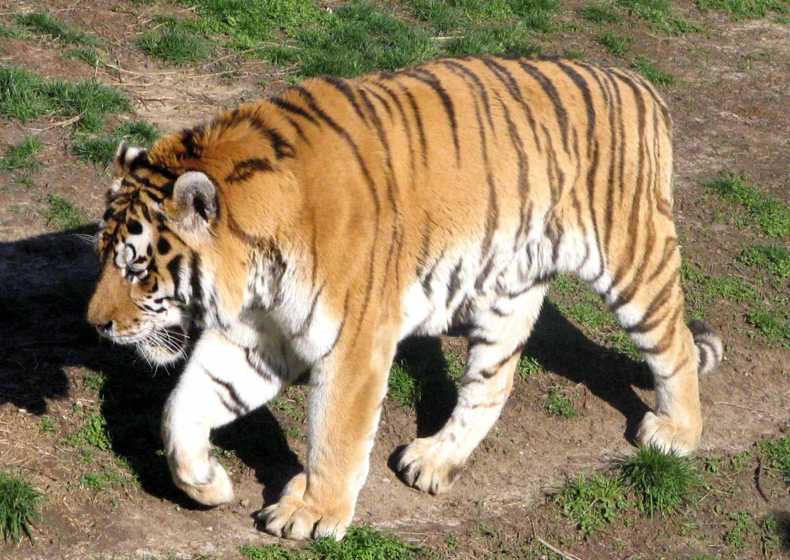 http://dangerousintersection.org/wp-content/uploads/2008/01/tiger-lo%20res.jpg