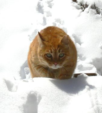 Maori in the snow