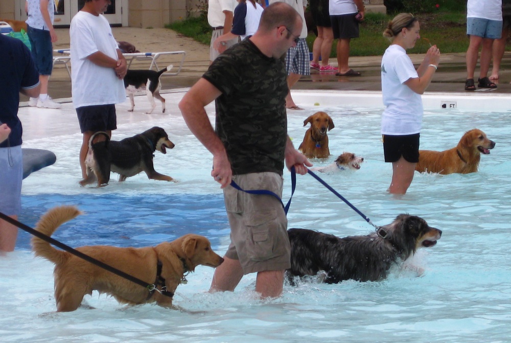 Σκύλοι σε πισίνα....