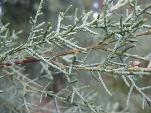 close up conifer leaves