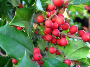 holly berries i