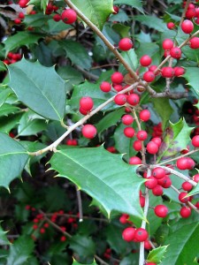 holly berries ii