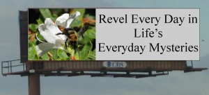 revel every day in lifes everyday mysteries