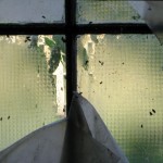 window-flies