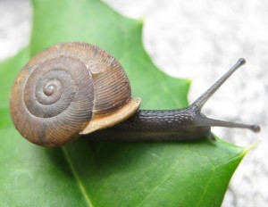 snail