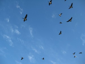 geese-overhead