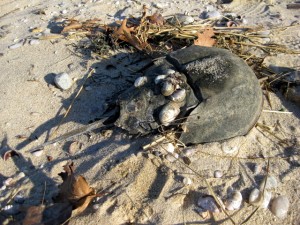 horseshoe-crab-shell