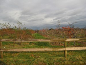 richter-apple-orchard