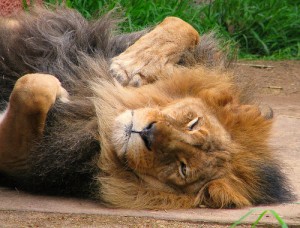 Sleeping Lion by Rennet Stowe on Flickr (creative commons)