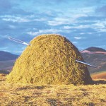 haystack needle