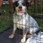 white dog in cage