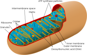 Animal mitochondrion diagram en edit svg