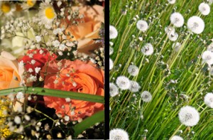 flowers weeds collage by EVV