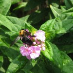 Bee on Flower II