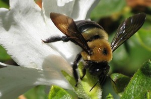 Bee on flower I 440 x 290