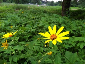 Yellow Flower