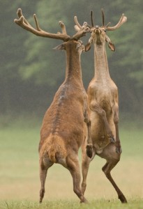 antler battle vargophoto dreamstime