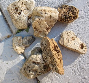 Collection of Fossils