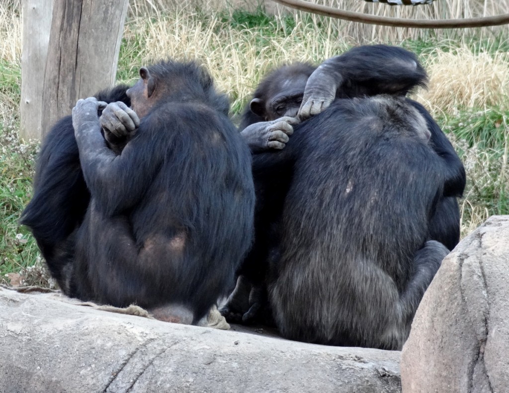 chimpanzees grooming