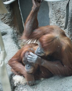 Orang Grooming