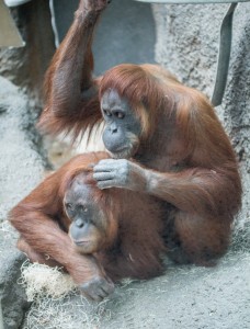 Orang Grooming III