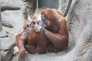 Orang grooming II