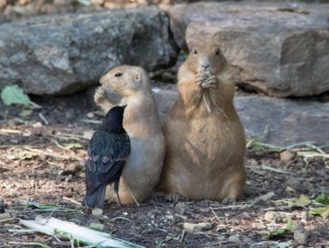 IMG_3818 zoo orangutans harty prarie dog