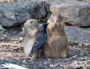 IMG_3825 zoo orangutans harty prarie dog