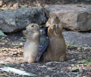 IMG_3833 zoo orangutans harty prarie dog