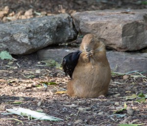 IMG_3837 zoo orangutans harty prarie dog