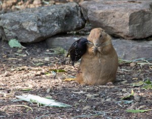 IMG_3840 zoo orangutans harty prarie dog