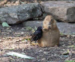 IMG_3841 zoo orangutans harty prarie dog