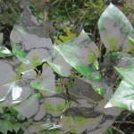 marble leaves-001