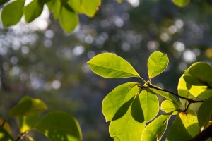 IMG_2324 Leaves 2