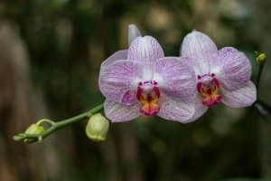 IMG_2274 orchids