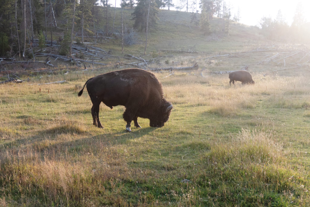 IMG 5349 Bison