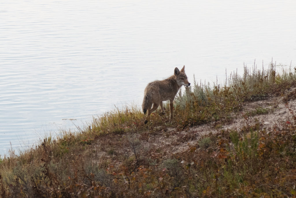 IMG 5366 Coyote