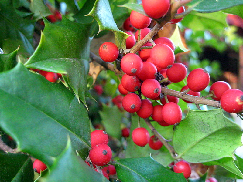 Natural holly : Dangerous Intersection