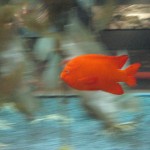 orange fish at shedd