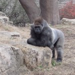 Gorilla2