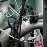 chimpanzees