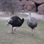 ostriches