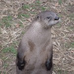 otter