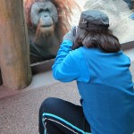 photographing Orangutan