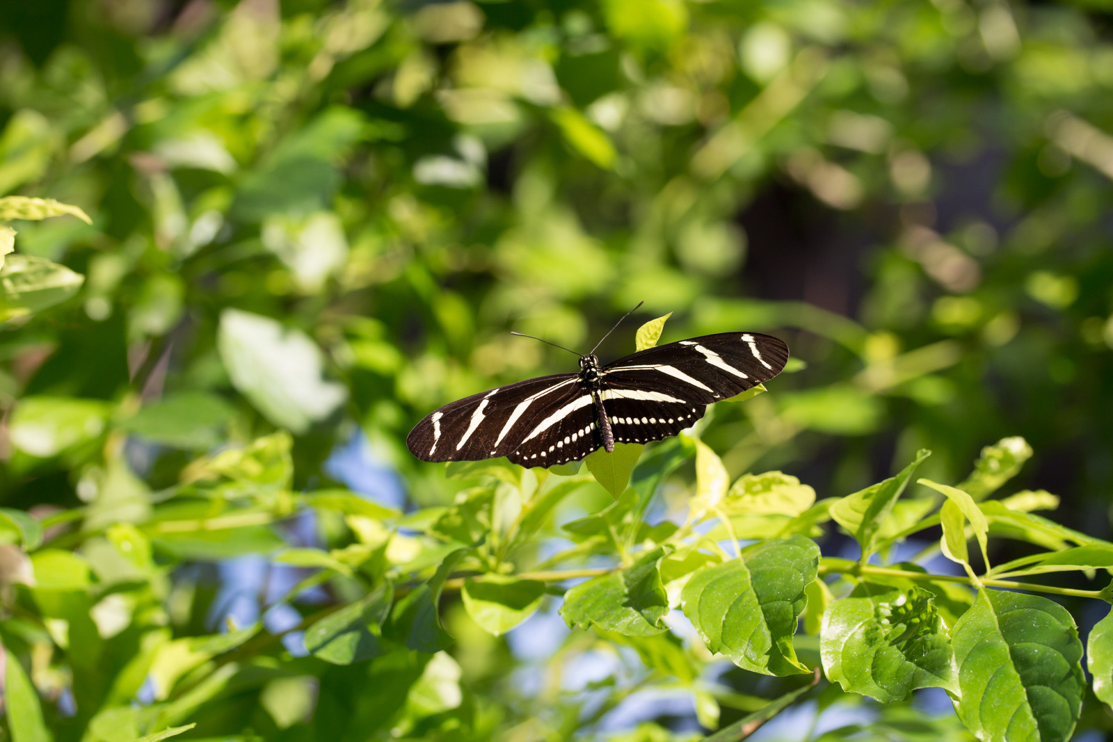 Read more about the article About Butterflies