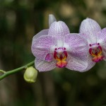 IMG 2274 orchids