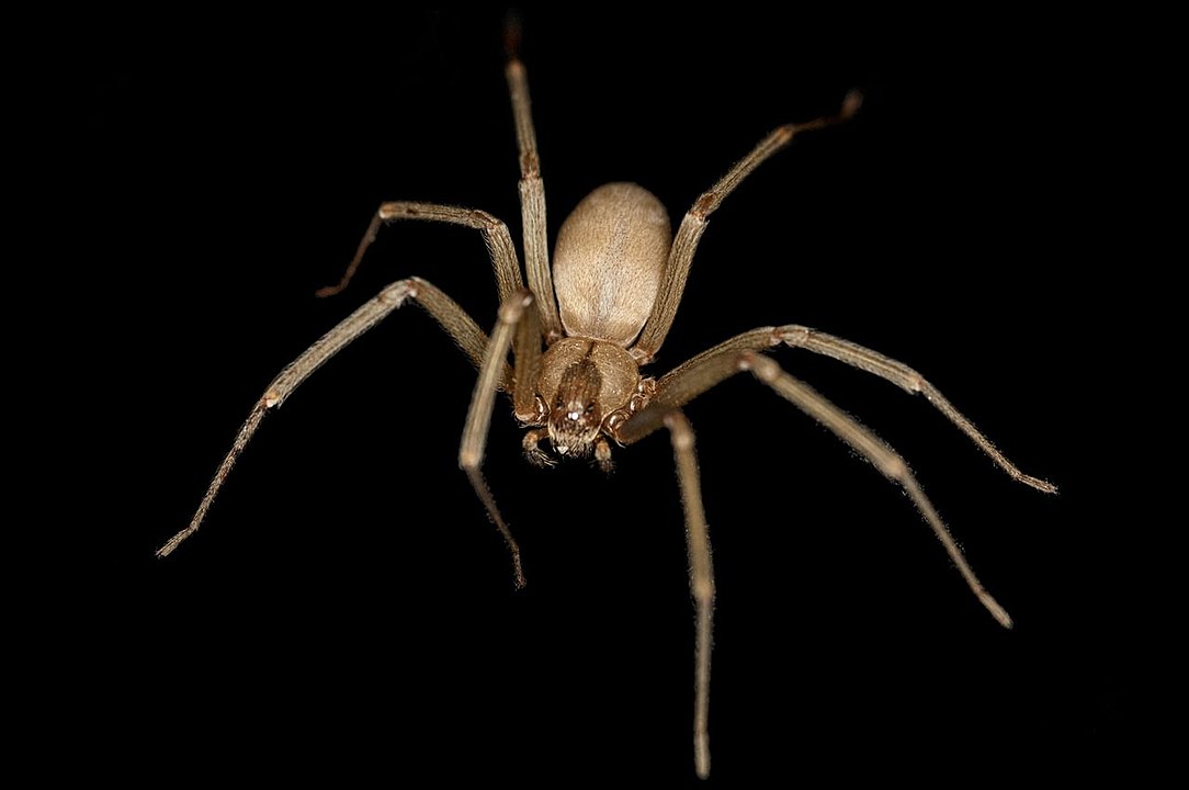 My Encounter With A Brown Recluse Spider Maybe Dangerous